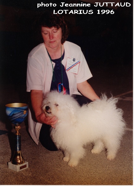 BICHON BOLONAIS mâles