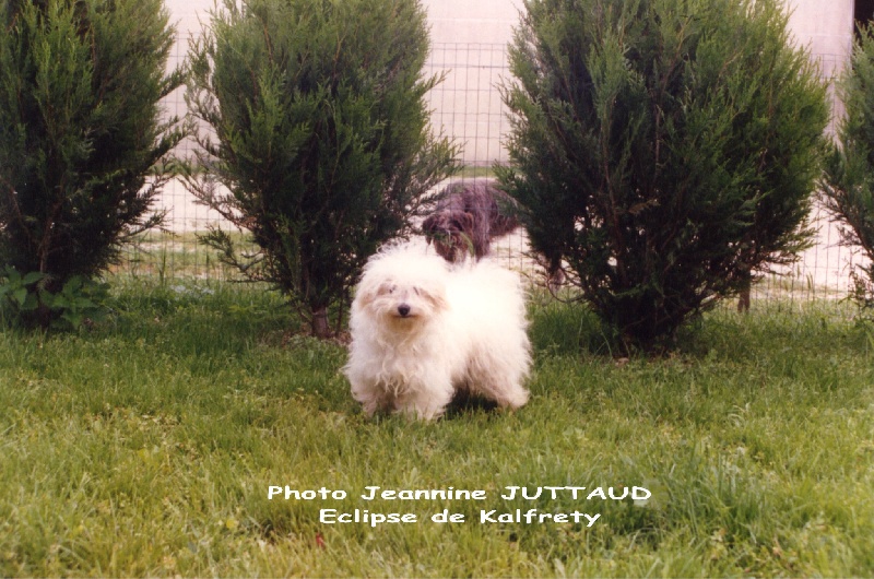 BICHON BOLONAIS femelles