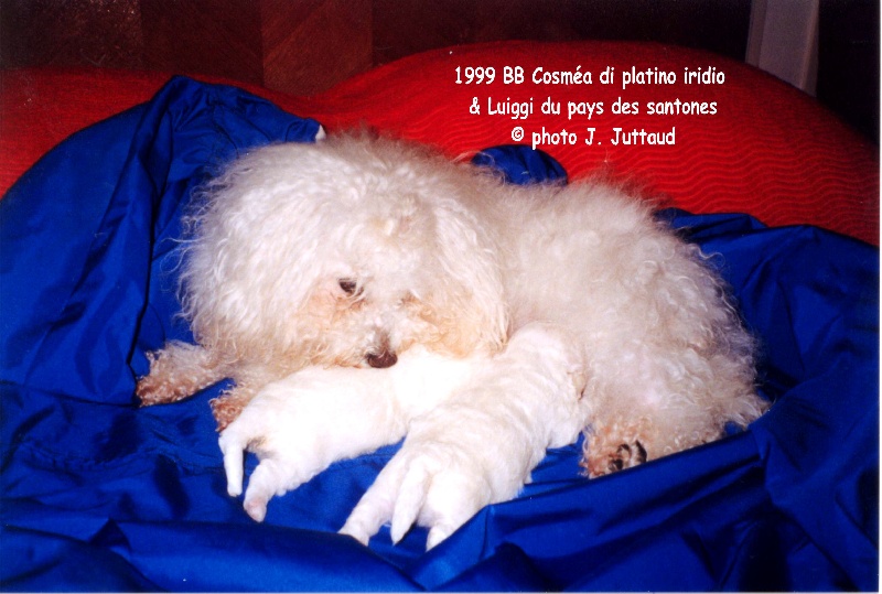 BICHON BOLONAIS chiots